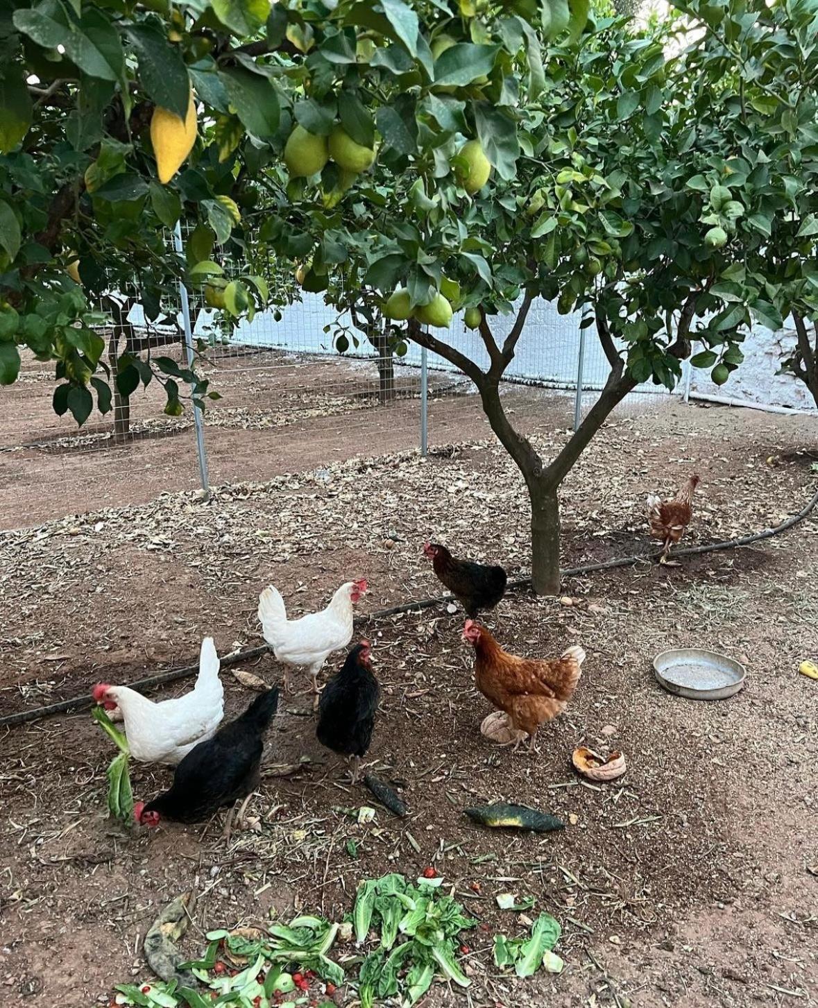 Masseria Mammella 모노폴리 외부 사진